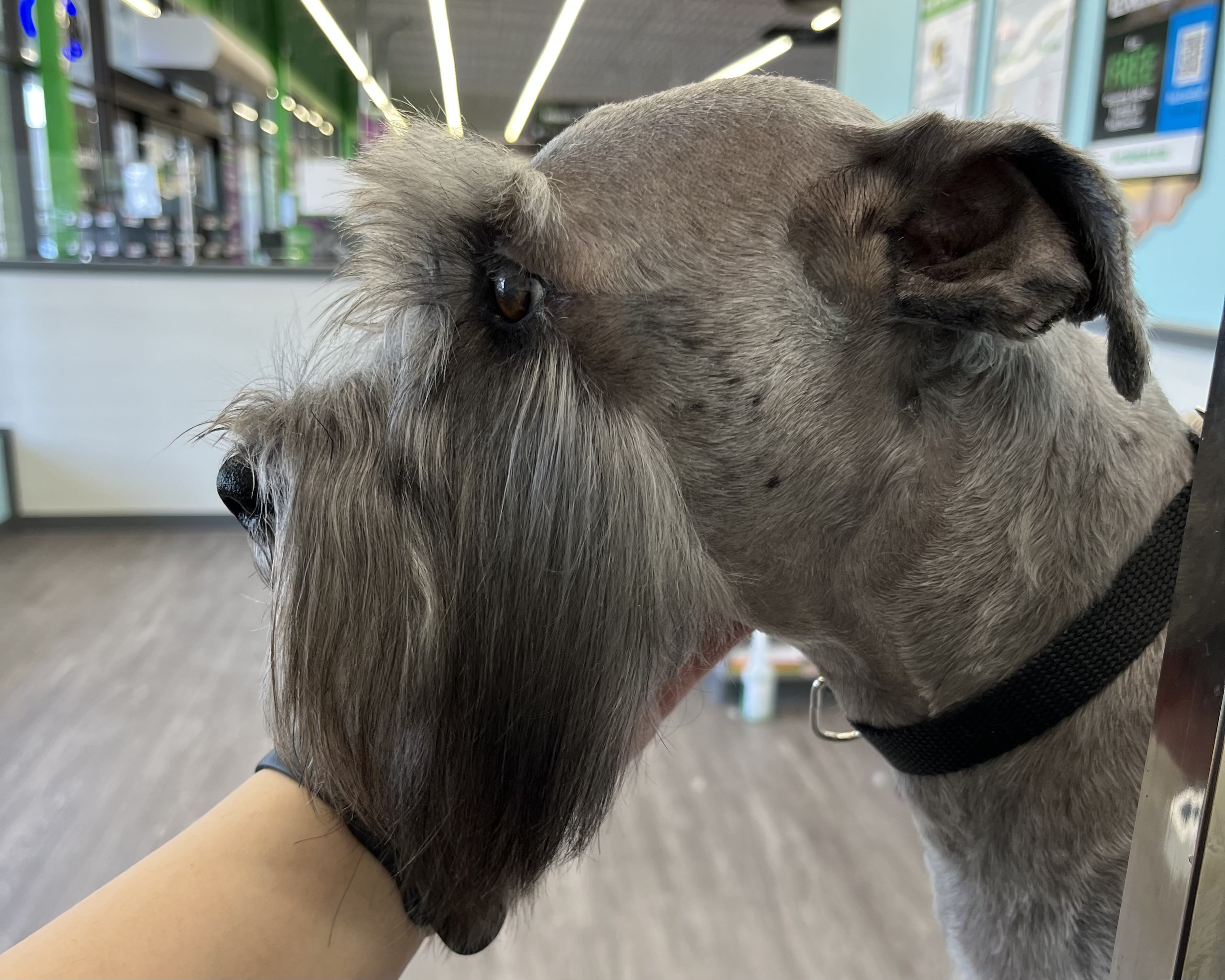 miniature schnauzer face