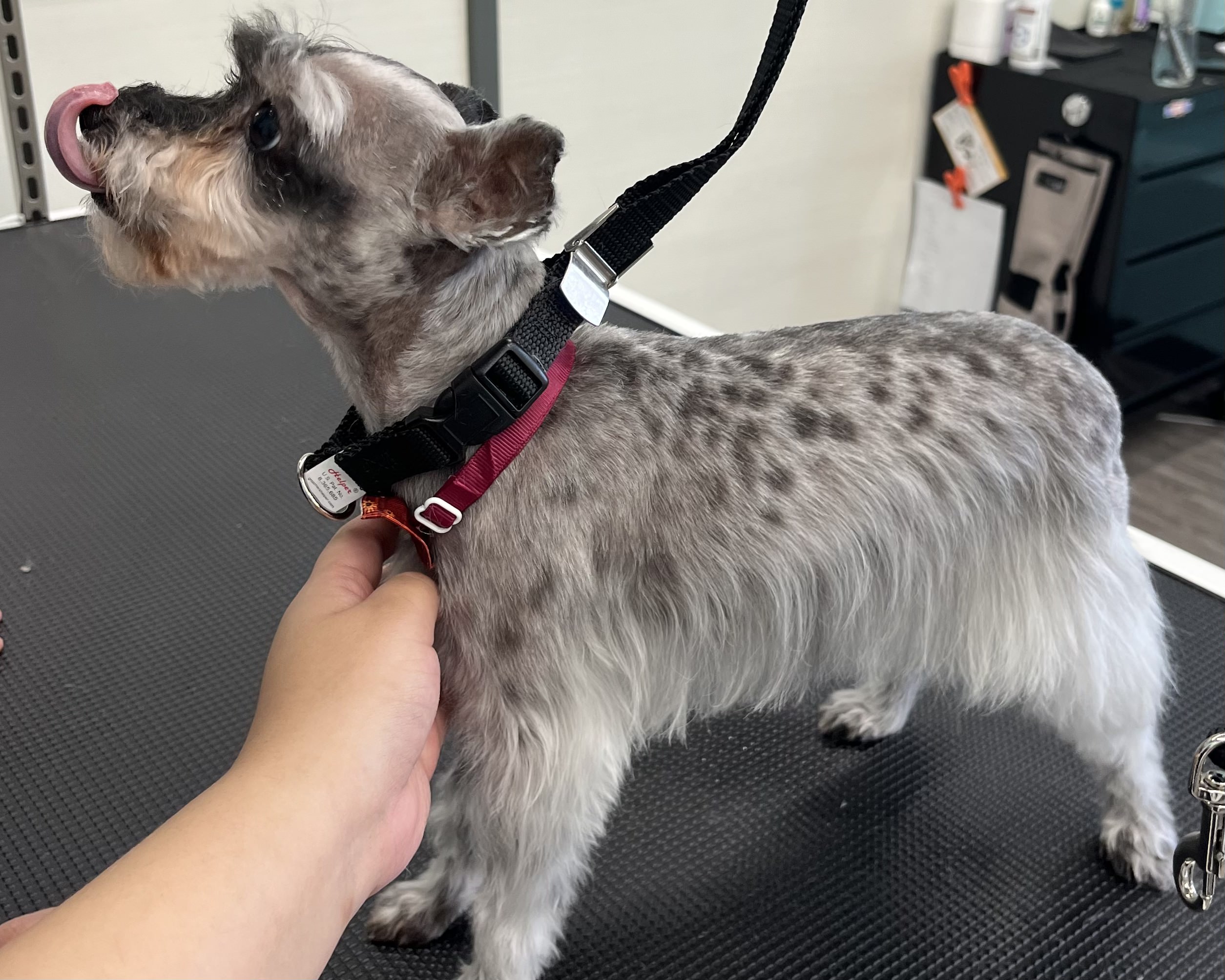 miniature schnauzer mix