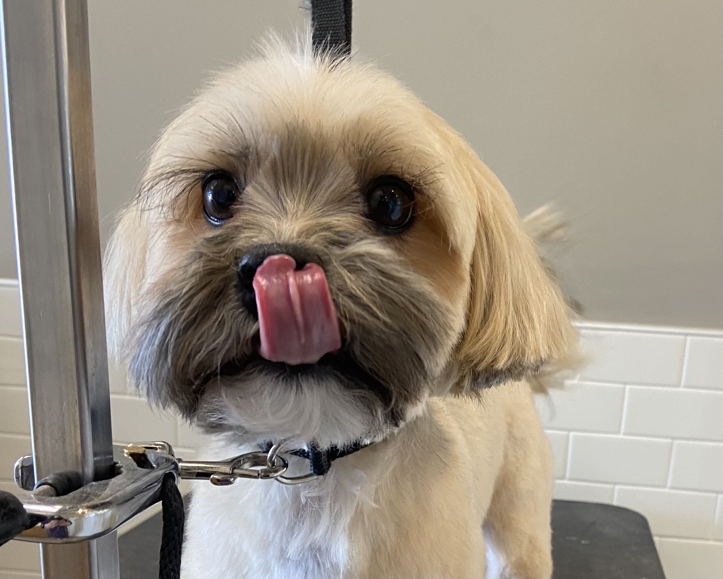 shih tzu mix face